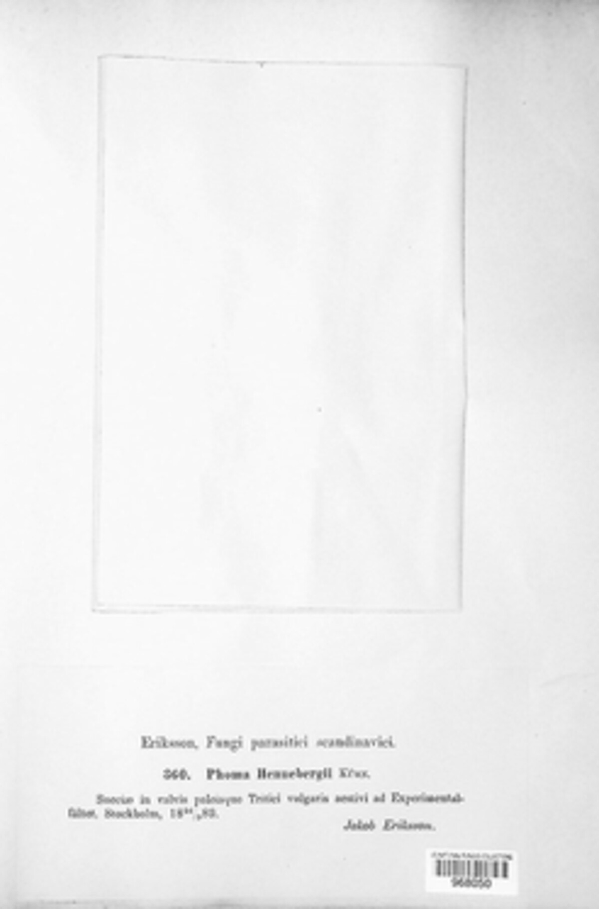Stagonospora hennebergii image